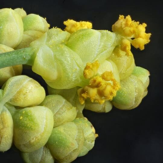 Ephedra Sinica - Chinese Ephedra, Mormon Tea, Brigham Tea, Chinese Jointfir, Cao Ma Huang - Image 2