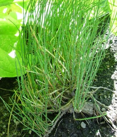 Ephedra Sinica - Chinese Ephedra, Mormon Tea, Brigham Tea, Chinese Jointfir, Cao Ma Huang - Image 3