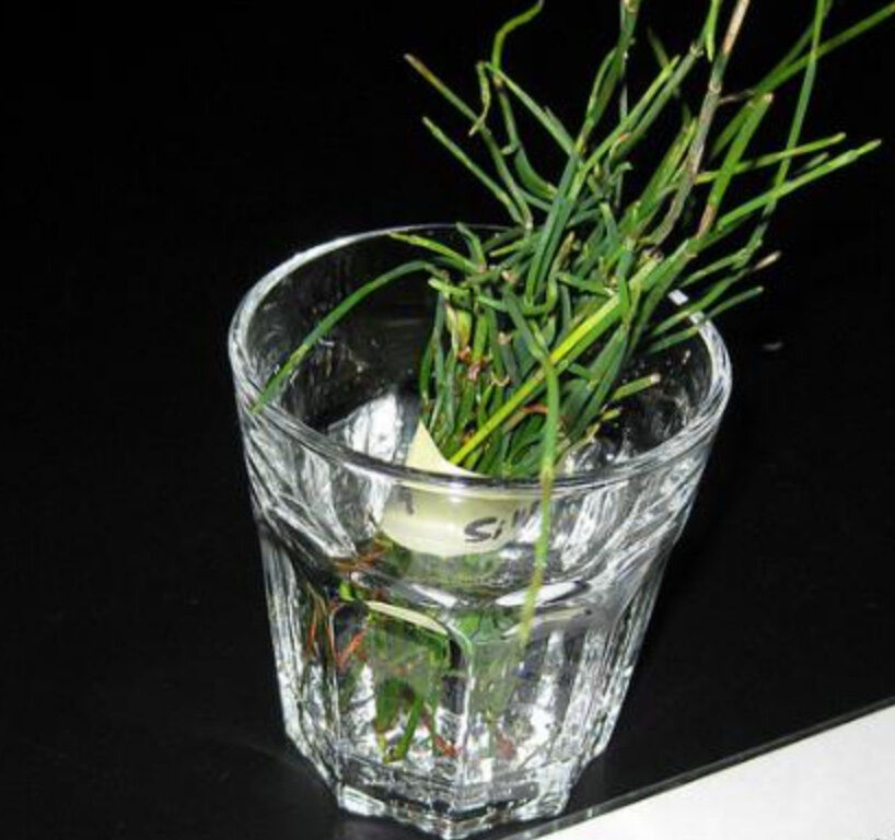 Ephedra Sinica - Chinese Ephedra, Mormon Tea, Brigham Tea, Chinese Jointfir, Cao Ma Huang - Image 4