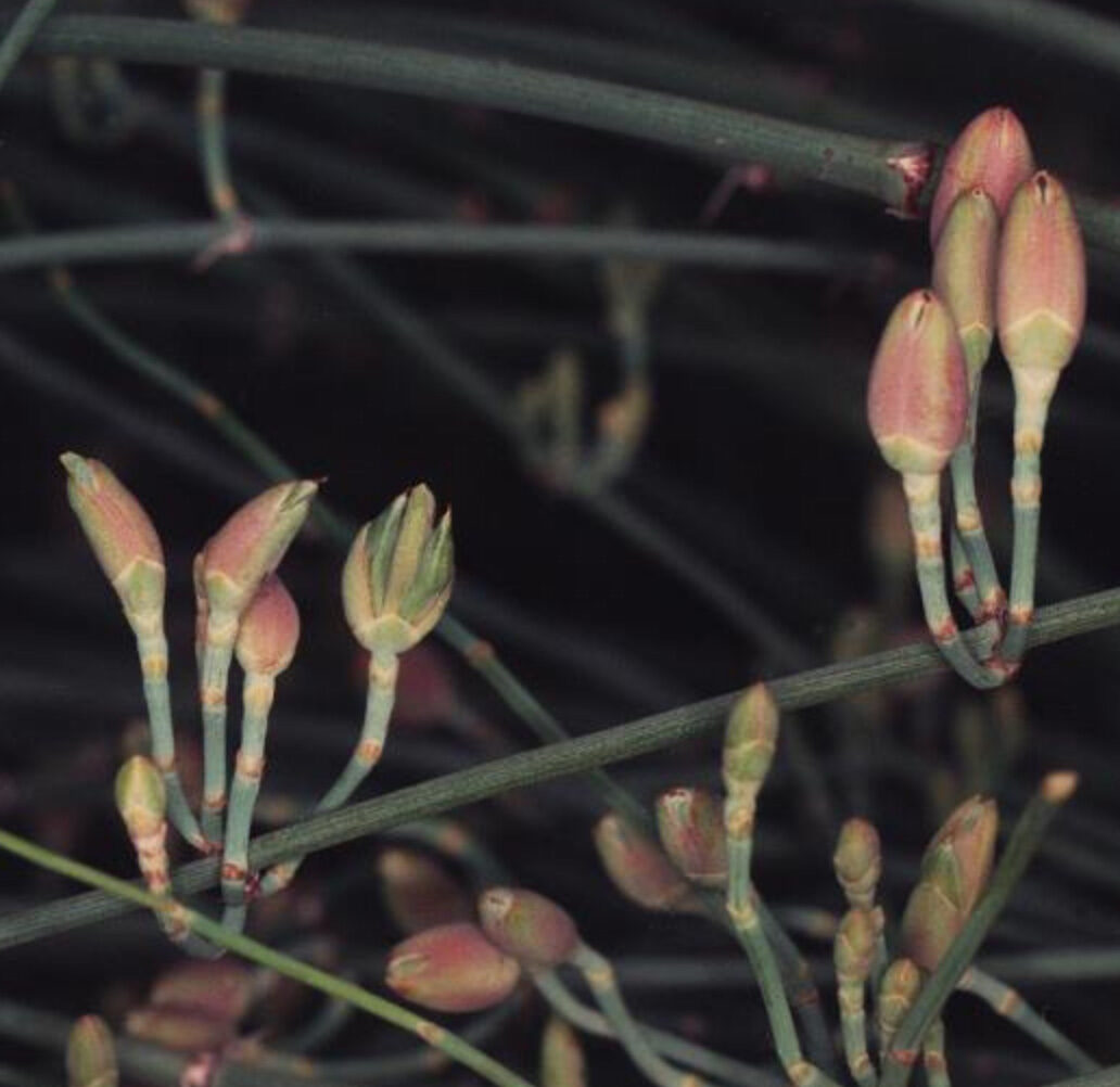 Ephedra Sinica - Chinese Ephedra, Mormon Tea, Brigham Tea, Chinese Jointfir, Cao Ma Huang - Image 6