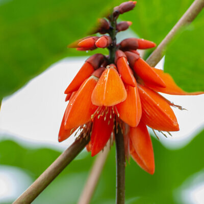 Erythrina arborescens / Erythrina tienensis - Himalayan Coral Tree,  Himalayan Coral Tree