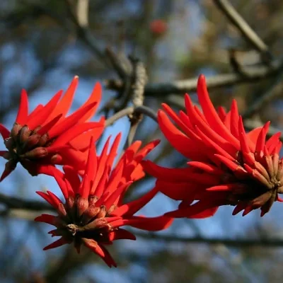 Erythrina lysistemon - Common Coral Tree