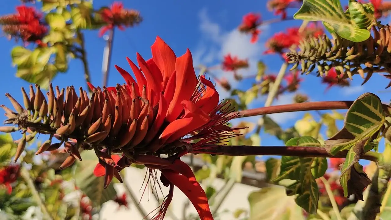 Erythrina variegata - Tiger's claw, Indian Coral Tree - Image 6