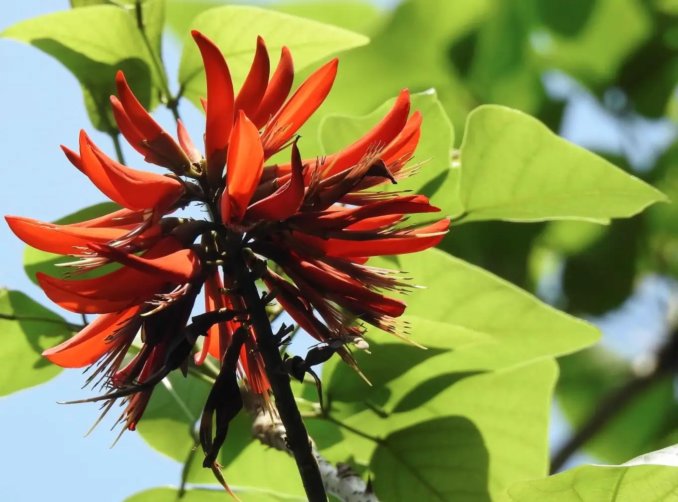 Erythrina variegata - Tiger's claw, Indian Coral Tree - Image 9