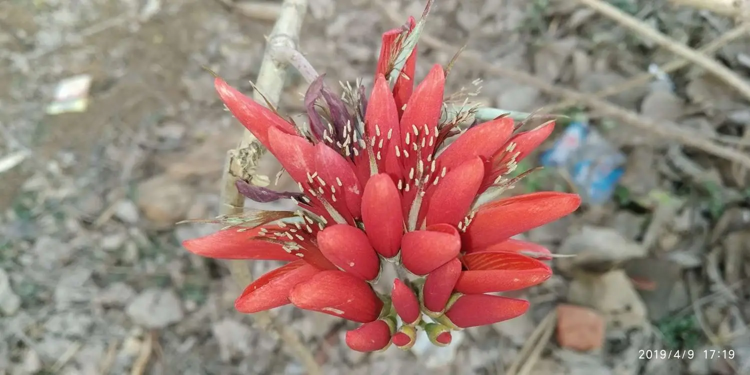 Erythrina variegata - Tiger's claw, Indian Coral Tree - Image 10