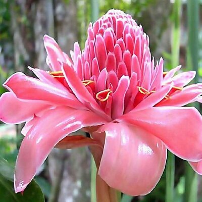 Etlingera elatior - Torch Ginger, Ginger Flower, Red Ginger Lily, Torch Lily, Wild Ginger, Combrang,