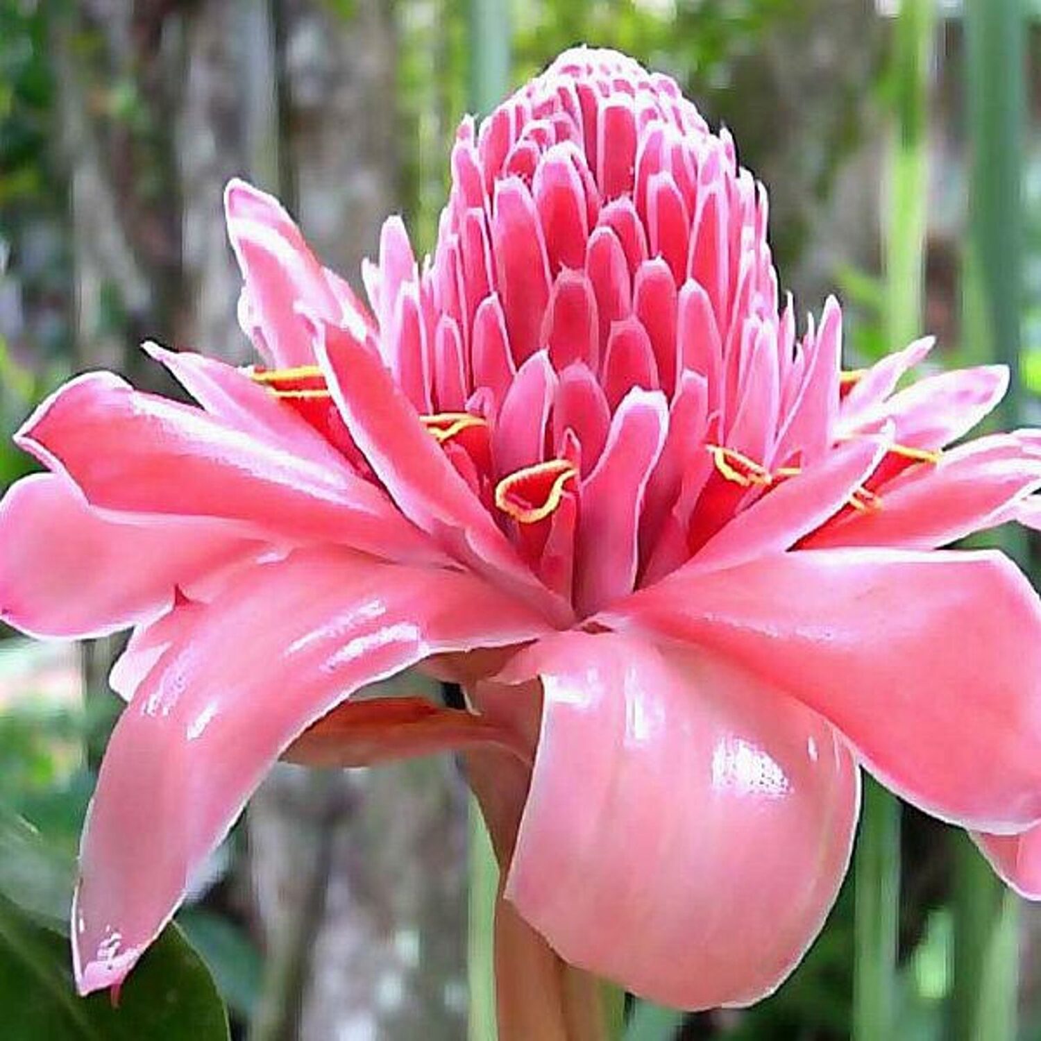 Etlingera elatior - Torch Ginger, Ginger Flower, Red Ginger Lily, Torch Lily, Wild Ginger, Combrang,