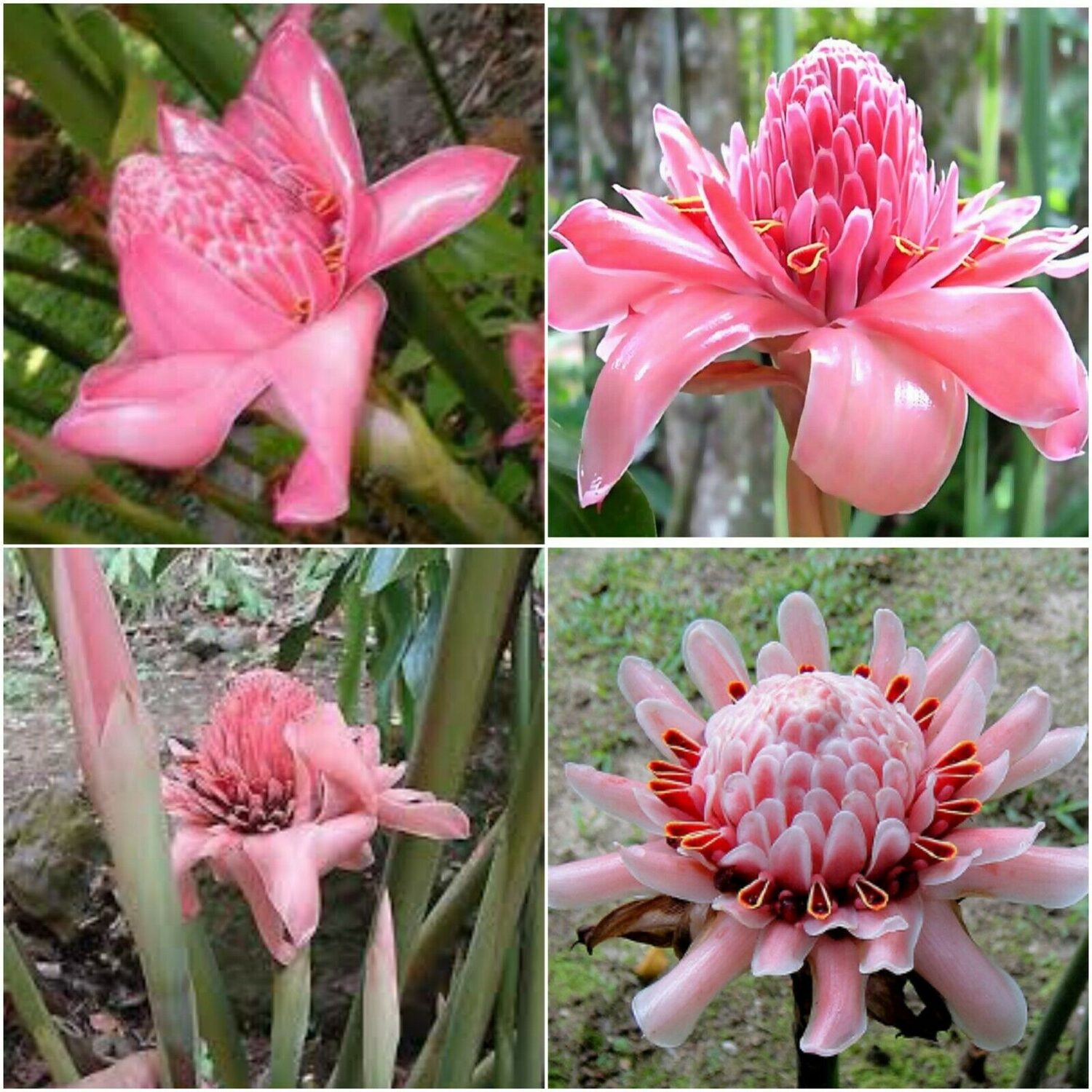 Etlingera elatior - Torch Ginger, Ginger Flower, Red Ginger Lily, Torch Lily, Wild Ginger, Combrang, - Image 4
