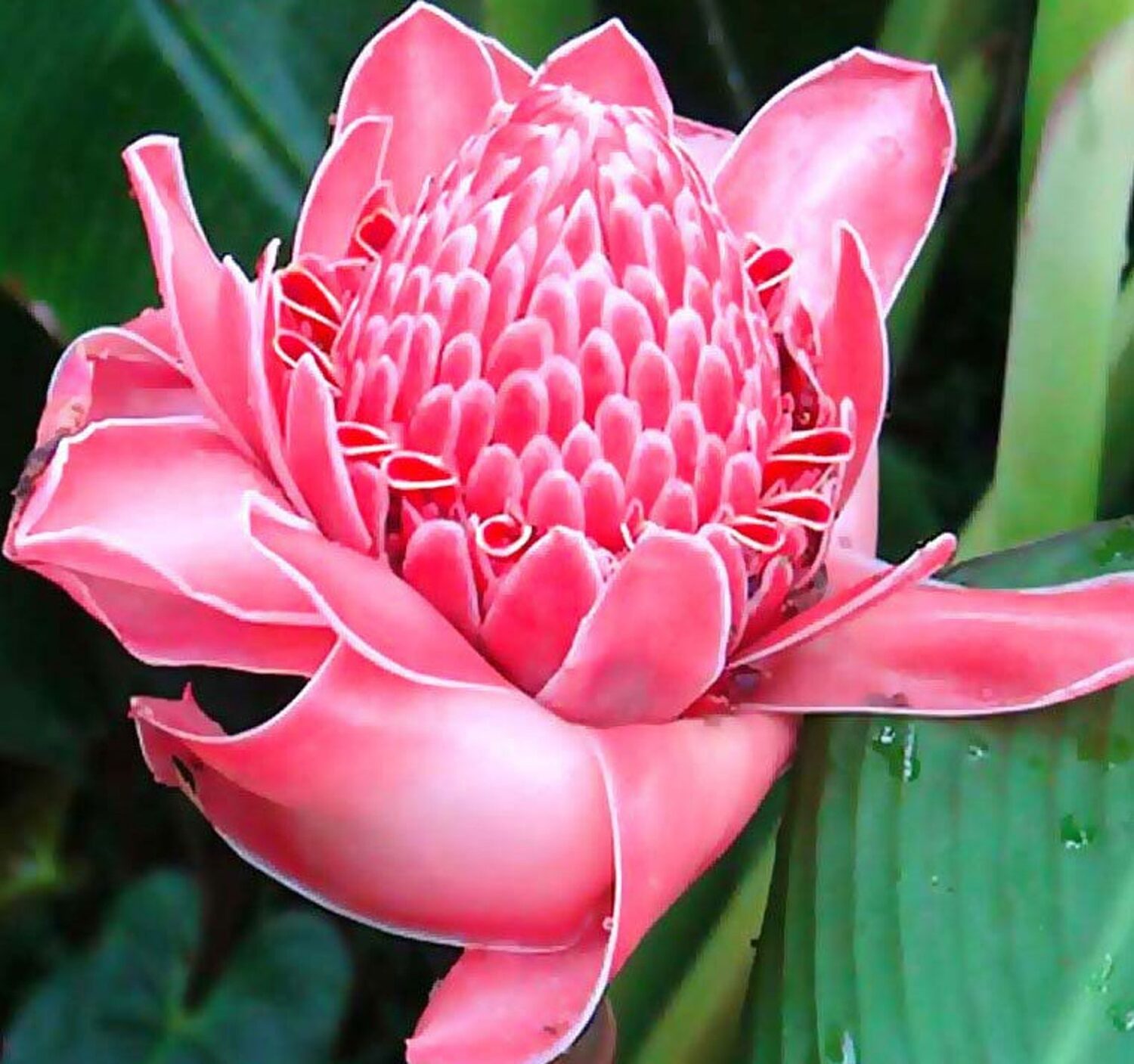 Etlingera elatior - Torch Ginger, Ginger Flower, Red Ginger Lily, Torch Lily, Wild Ginger, Combrang, - Image 5