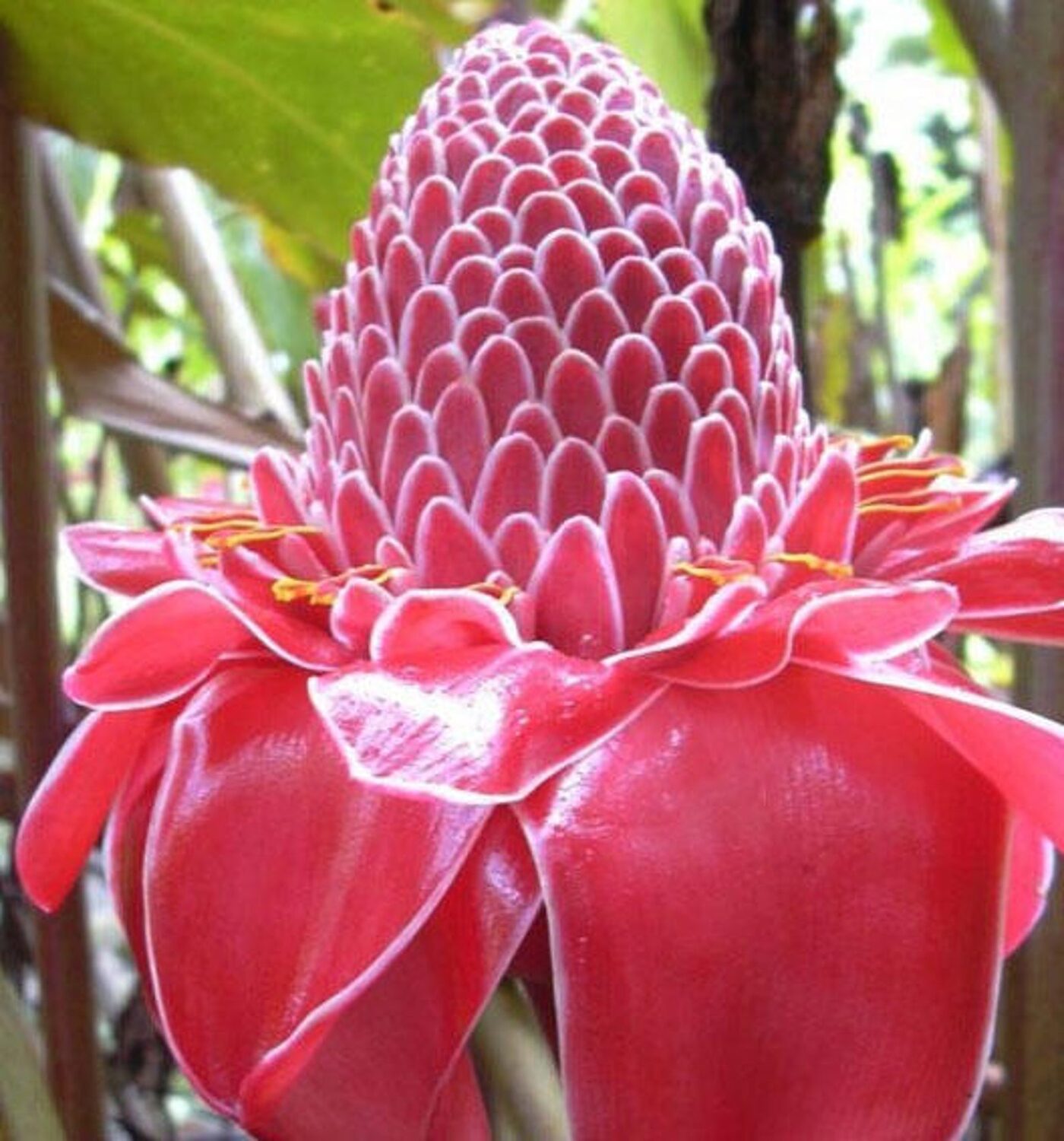 Etlingera elatior - Torch Ginger, Ginger Flower, Red Ginger Lily, Torch Lily, Wild Ginger, Combrang, - Image 6