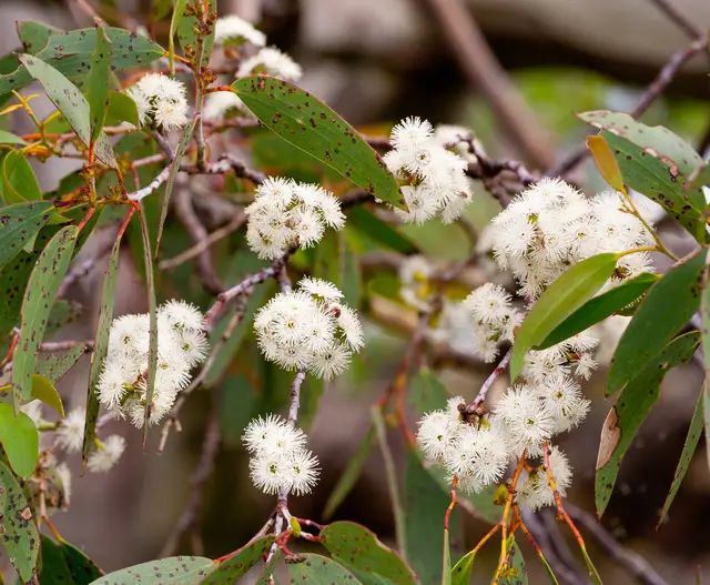Eucalyptus alpina - Grampians Gum - Image 2