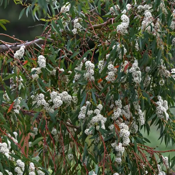 Eucalyptus alpina - Grampians Gum - Image 3