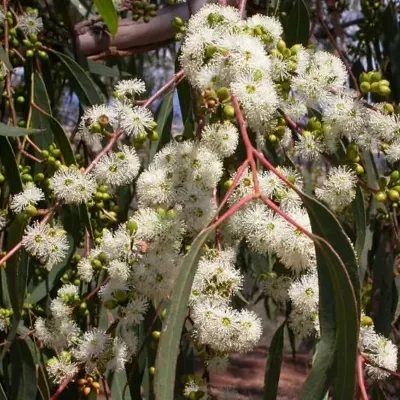 Eucalyptus bridgesiana - Eucalyptus apple box, apple box, but-but, eucalyptus apple gum, eucalyptus apple