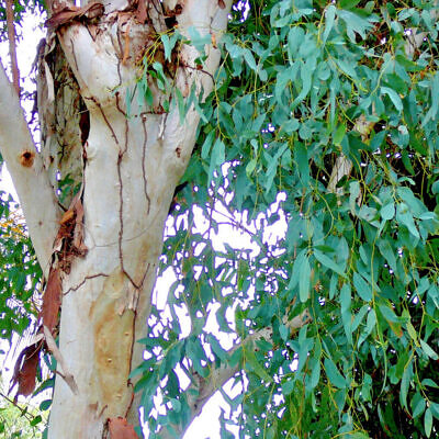 Eucalyptus camaldulensis - Red Gum
