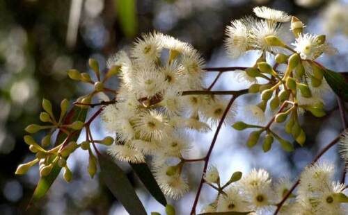 Eucalyptus camaldulensis - Red Gum - Image 2