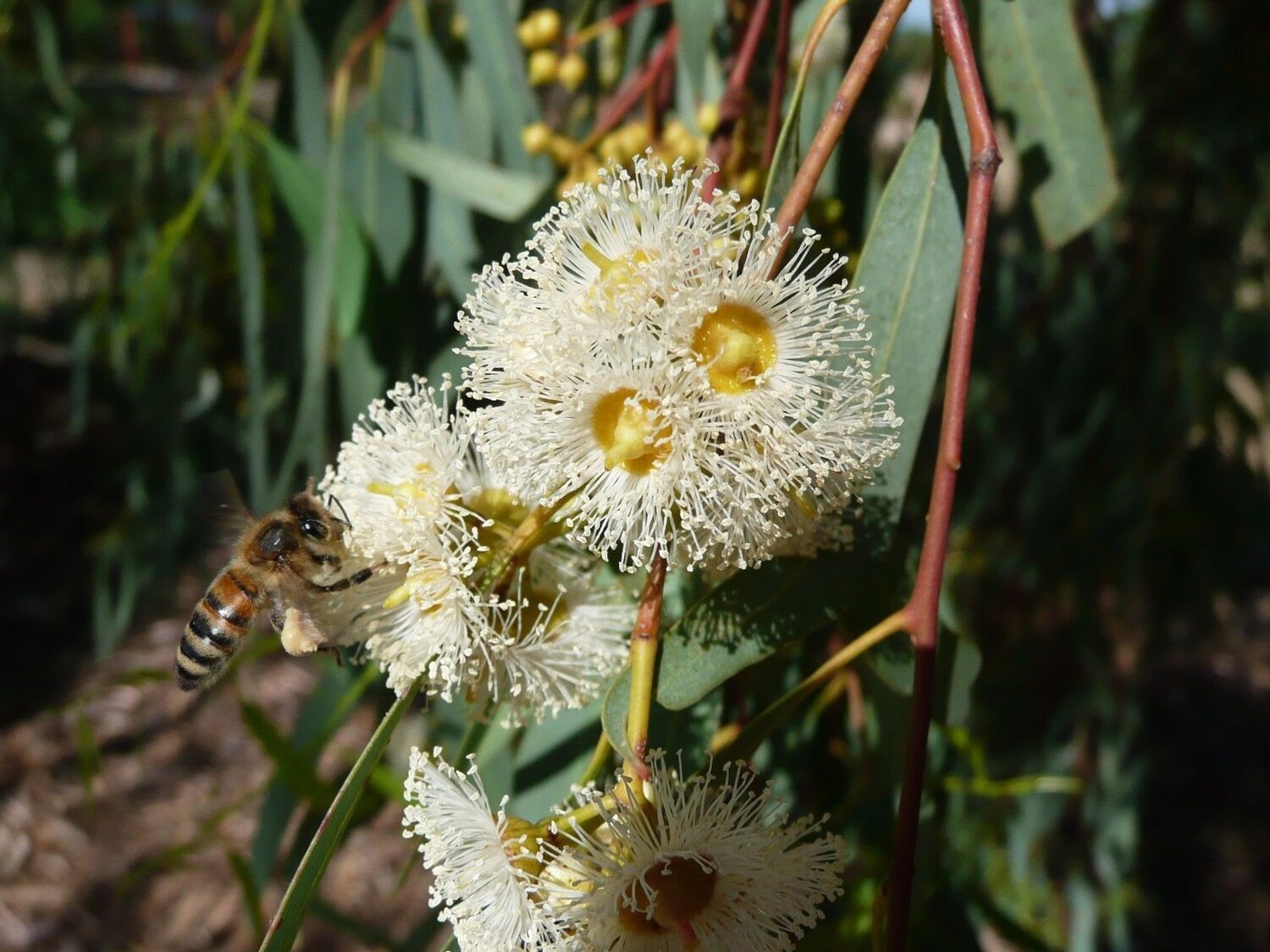 Eucalyptus camaldulensis - Red Gum - Image 4