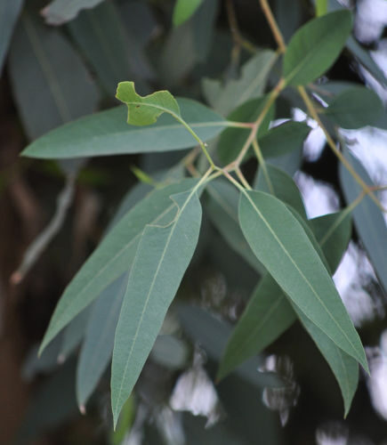 Eucalyptus camaldulensis - Red Gum - Image 5