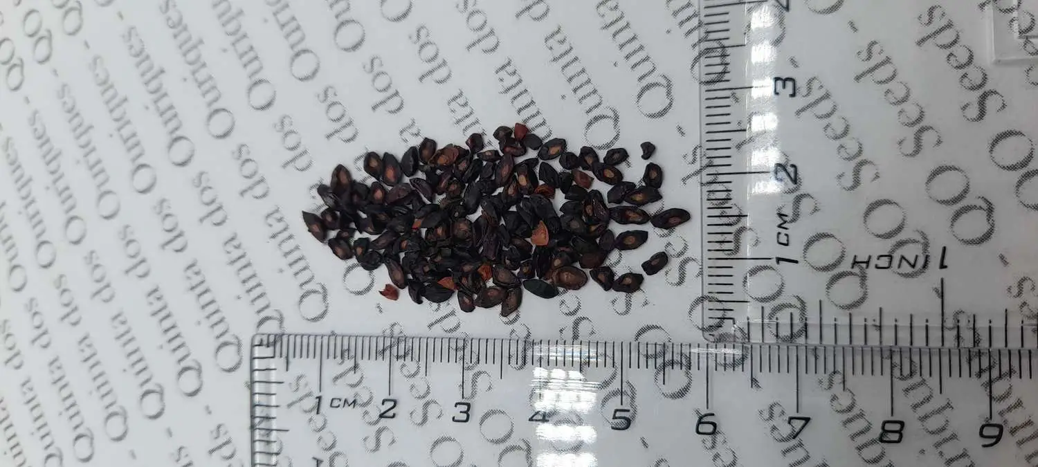 Eucalyptus citriodora / Corymbia citriodora - Lemon Scented Gum, Spotted Gum, Lemon Eucalyptus, Lemon Scented Iron Gum, Dwarf Golden Gum - Image 5