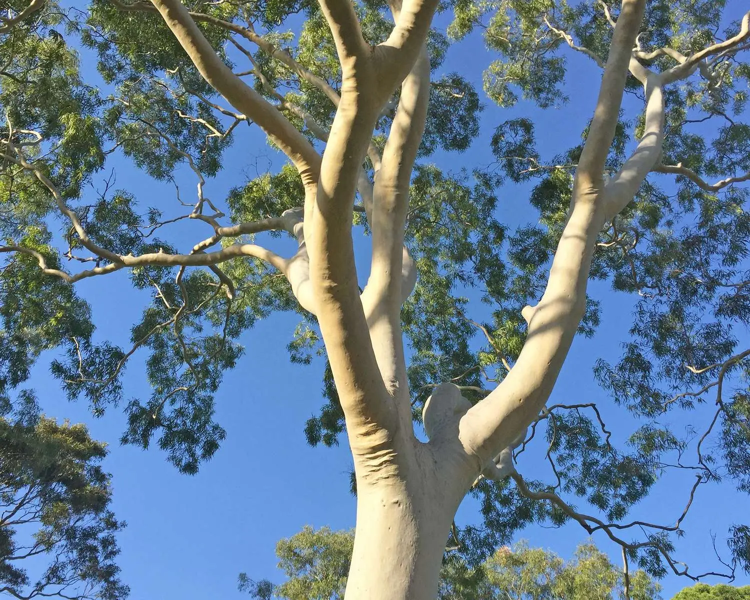 Eucalyptus citriodora / Corymbia citriodora - Lemon Scented Gum, Spotted Gum, Lemon Eucalyptus, Lemon Scented Iron Gum, Dwarf Golden Gum - Image 9