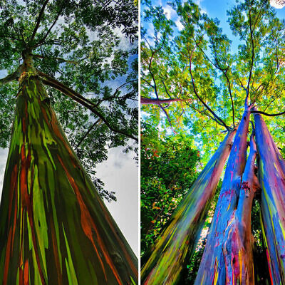 Eucalyptus deglupta / Eucalyptus multiflora - Rainbow Eucalyptus, Mindanao Gum, Rainbow Gum