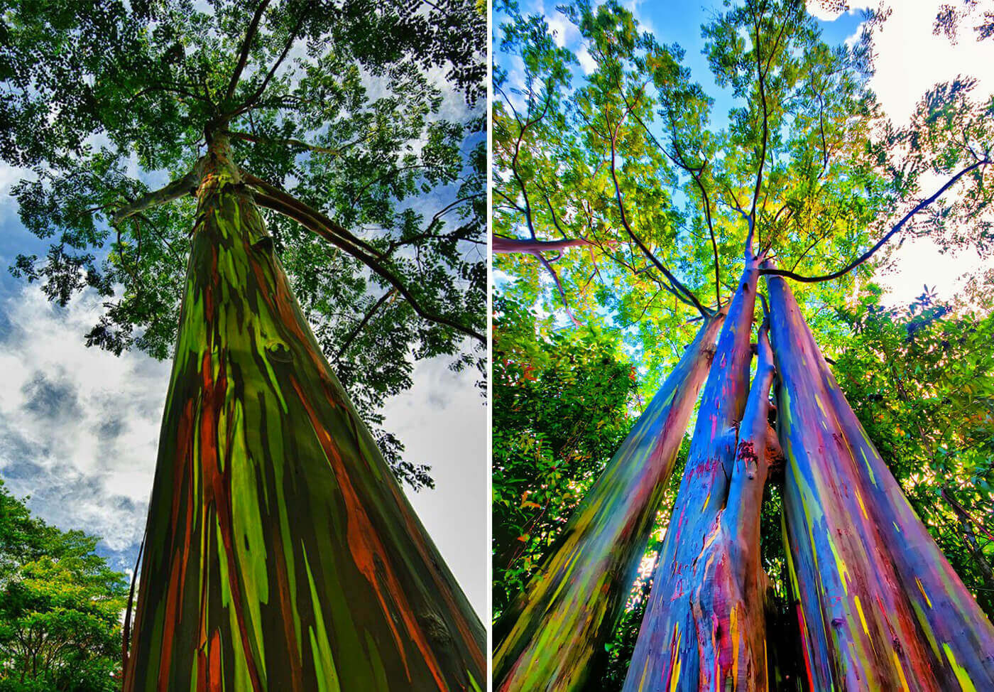 Eucalyptus deglupta / Eucalyptus multiflora - Rainbow Eucalyptus, Mindanao Gum, Rainbow Gum