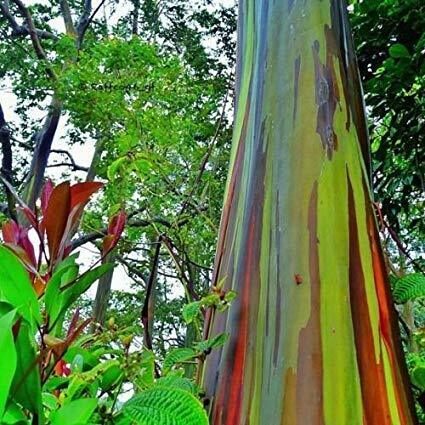 Eucalyptus deglupta / Eucalyptus multiflora - Rainbow Eucalyptus, Mindanao Gum, Rainbow Gum - Image 3