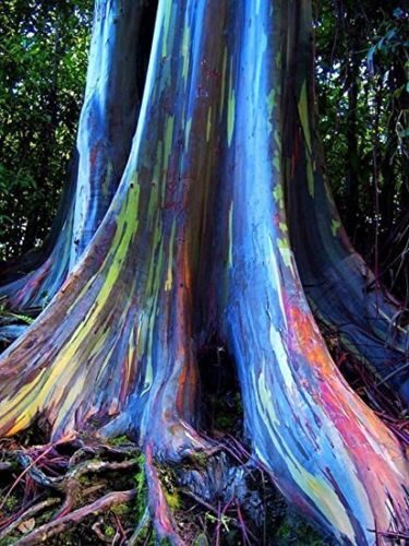 Eucalyptus deglupta / Eucalyptus multiflora - Rainbow Eucalyptus, Mindanao Gum, Rainbow Gum - Image 4