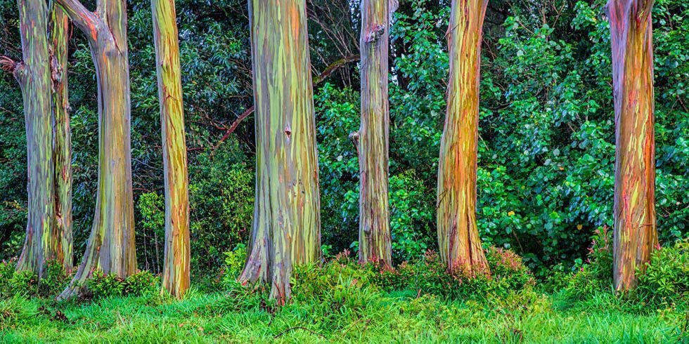 Eucalyptus deglupta / Eucalyptus multiflora - Rainbow Eucalyptus, Mindanao Gum, Rainbow Gum - Image 5