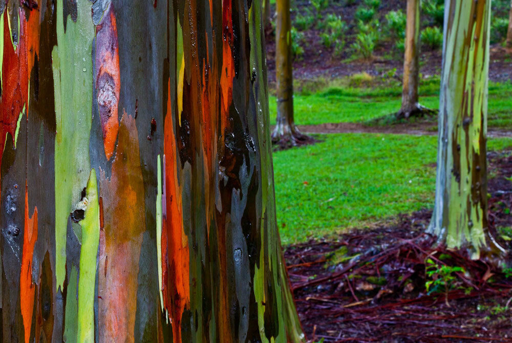 Eucalyptus deglupta / Eucalyptus multiflora - Rainbow Eucalyptus, Mindanao Gum, Rainbow Gum - Image 6