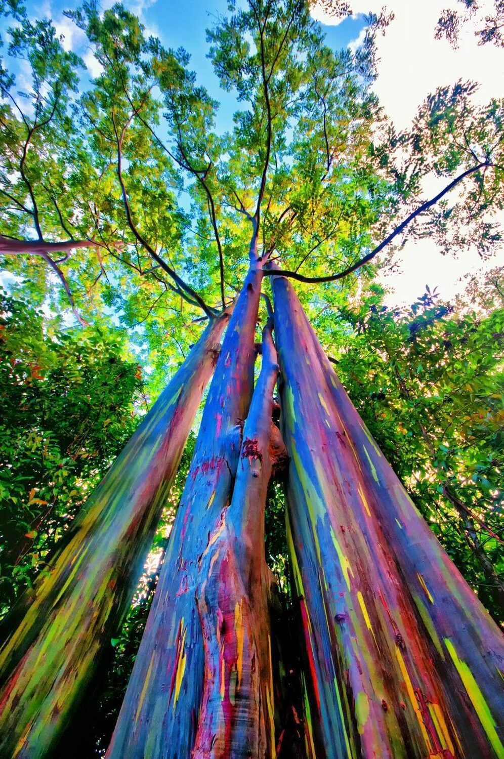 Eucalyptus deglupta / Eucalyptus multiflora - Rainbow Eucalyptus, Mindanao Gum, Rainbow Gum - Image 7