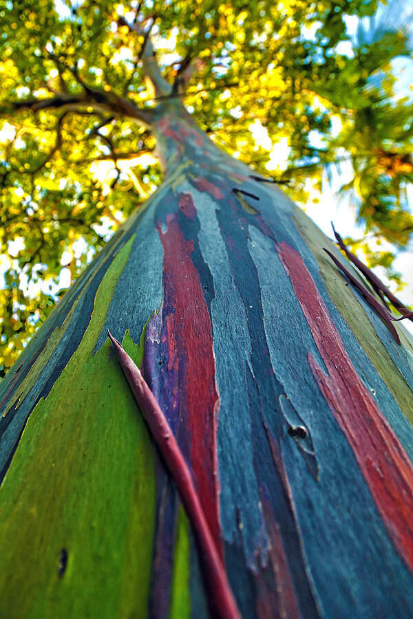 Eucalyptus deglupta / Eucalyptus multiflora - Rainbow Eucalyptus, Mindanao Gum, Rainbow Gum - Image 8