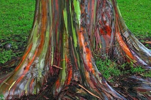Eucalyptus deglupta / Eucalyptus multiflora - Rainbow Eucalyptus, Mindanao Gum, Rainbow Gum - Image 9