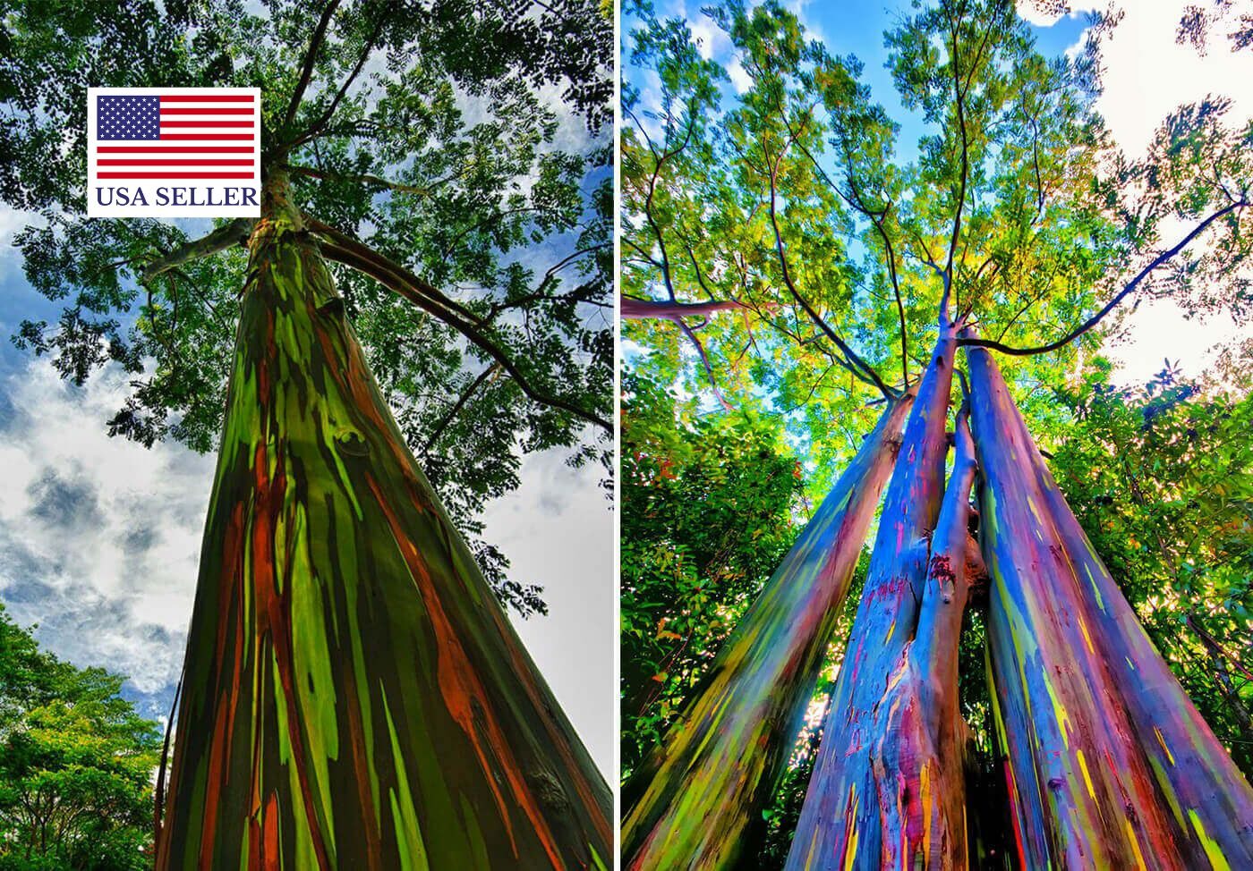 Eucalyptus deglupta / Eucalyptus multiflora - Rainbow Eucalyptus, Mindanao Gum, Rainbow Gum - Image 10