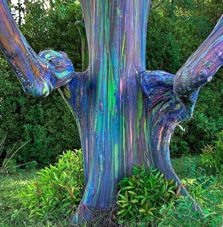 Eucalyptus deglupta / Eucalyptus multiflora - Rainbow Eucalyptus, Mindanao Gum, Rainbow Gum - Image 13