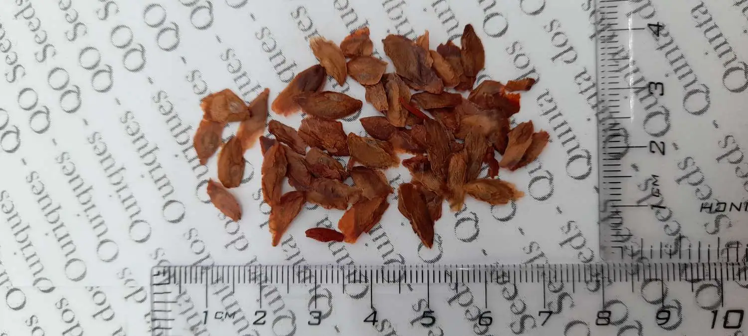 Eucalyptus ficifolia / Corymbia ficifolia - Red Flowering Gum, Albany Red Flowering Gum - Image 12