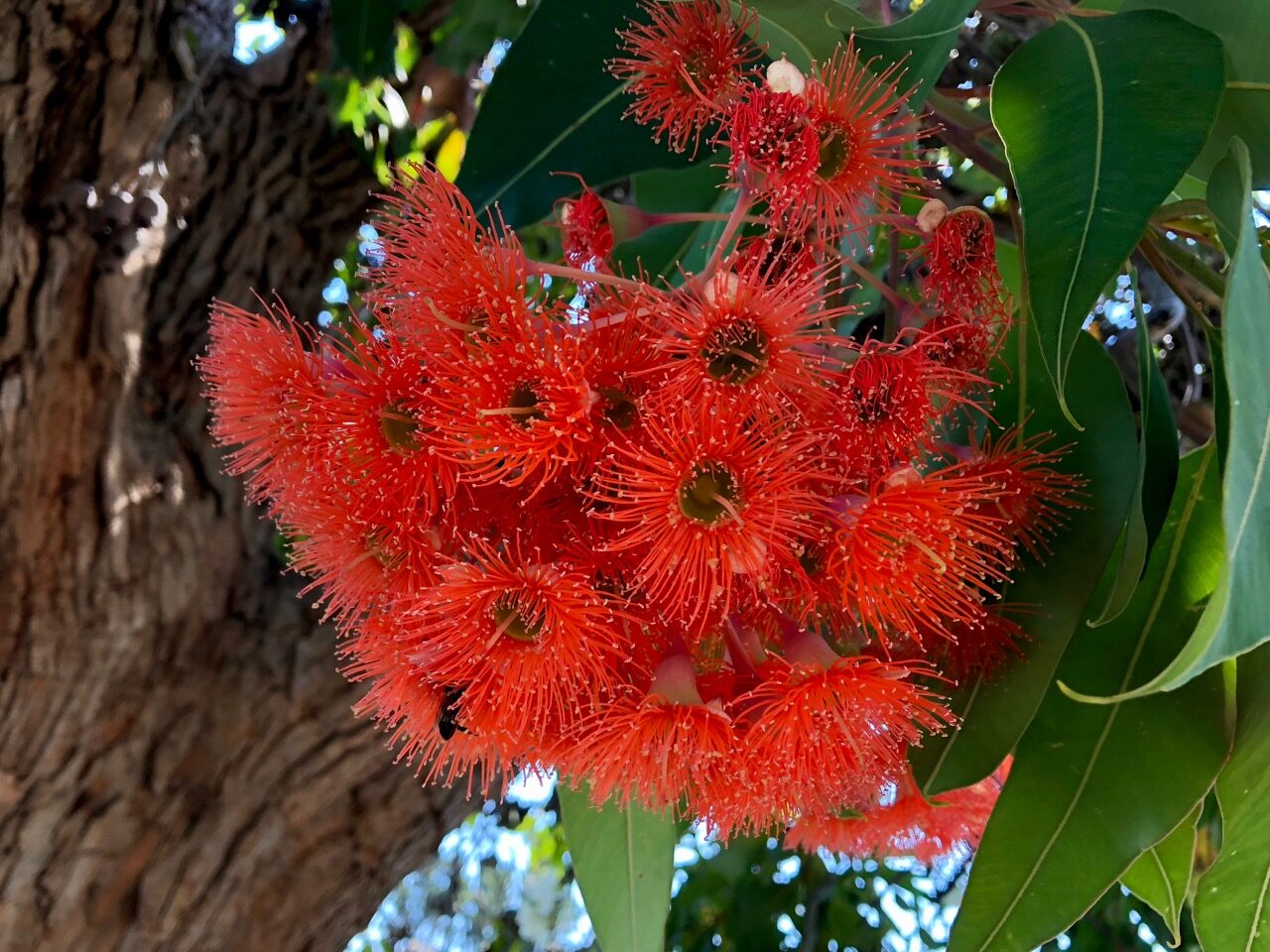 Eucalyptus ficifolia / Corymbia ficifolia - Red Flowering Gum, Albany Red Flowering Gum - Image 13