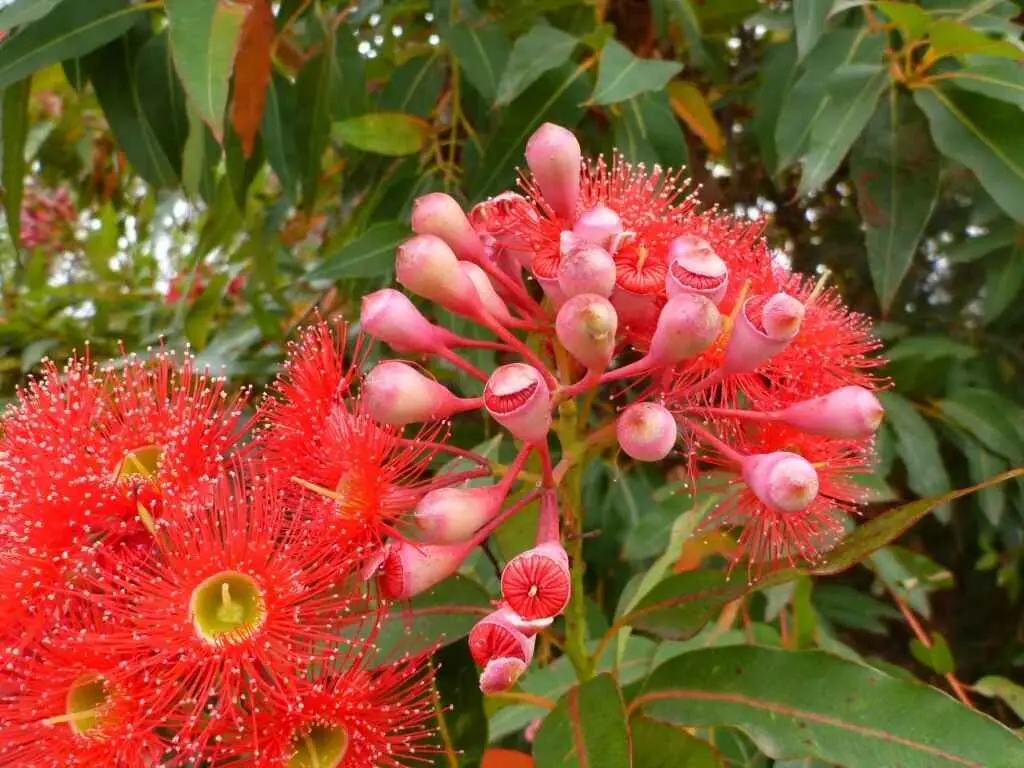 Eucalyptus ficifolia / Corymbia ficifolia - Red Flowering Gum, Albany Red Flowering Gum - Image 14