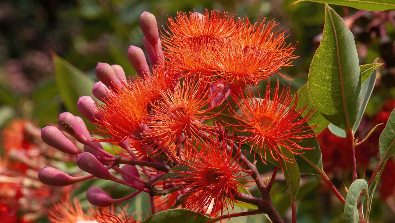 Eucalyptus ficifolia / Corymbia ficifolia - Red Flowering Gum, Albany Red Flowering Gum - Image 15