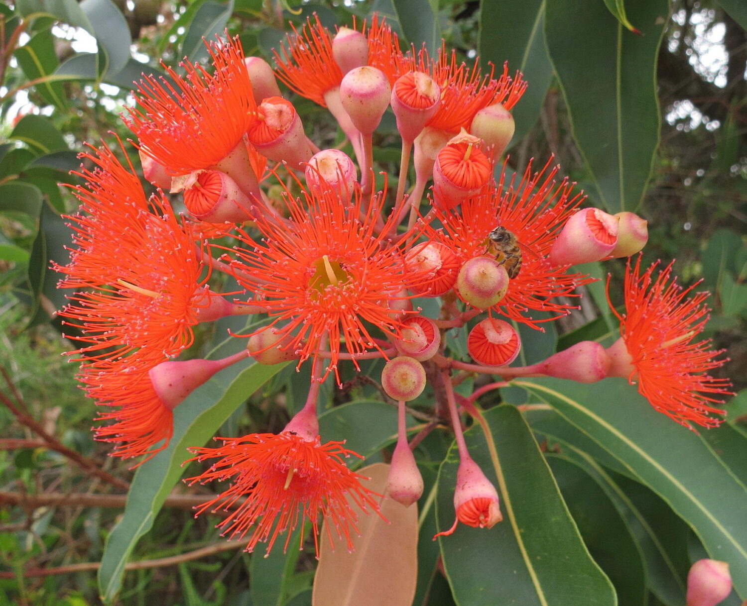 Eucalyptus ficifolia / Corymbia ficifolia - Red Flowering Gum, Albany Red Flowering Gum - Image 16