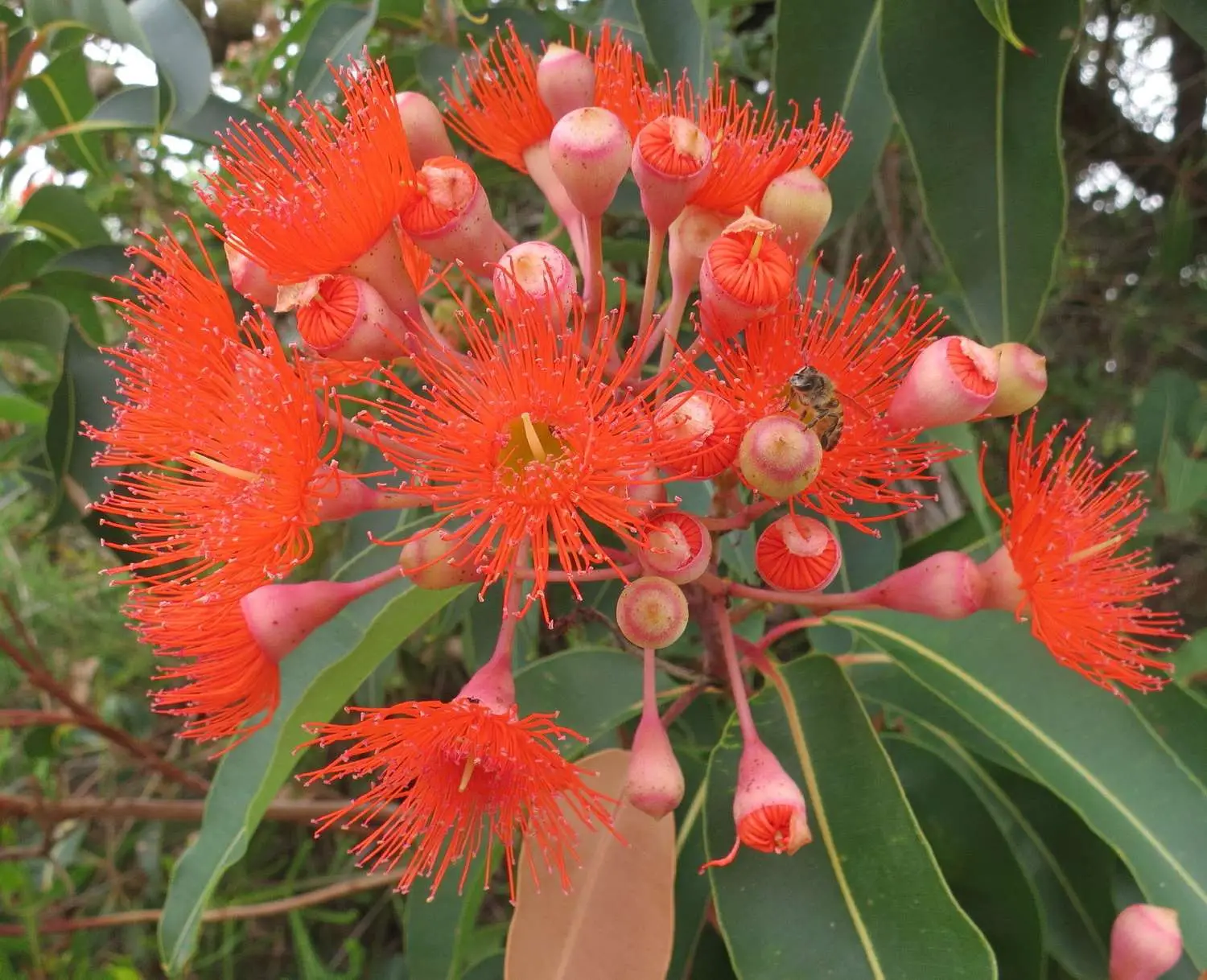 Eucalyptus ficifolia / Corymbia ficifolia - Red Flowering Gum, Albany Red Flowering Gum - Image 16