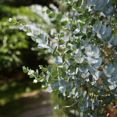 Eucalyptus gamophylla - Blue Mallee, Warilu, Blue-Leaved Mallee, Twin-Leaf Mallee, Twin-Leaved Mallee