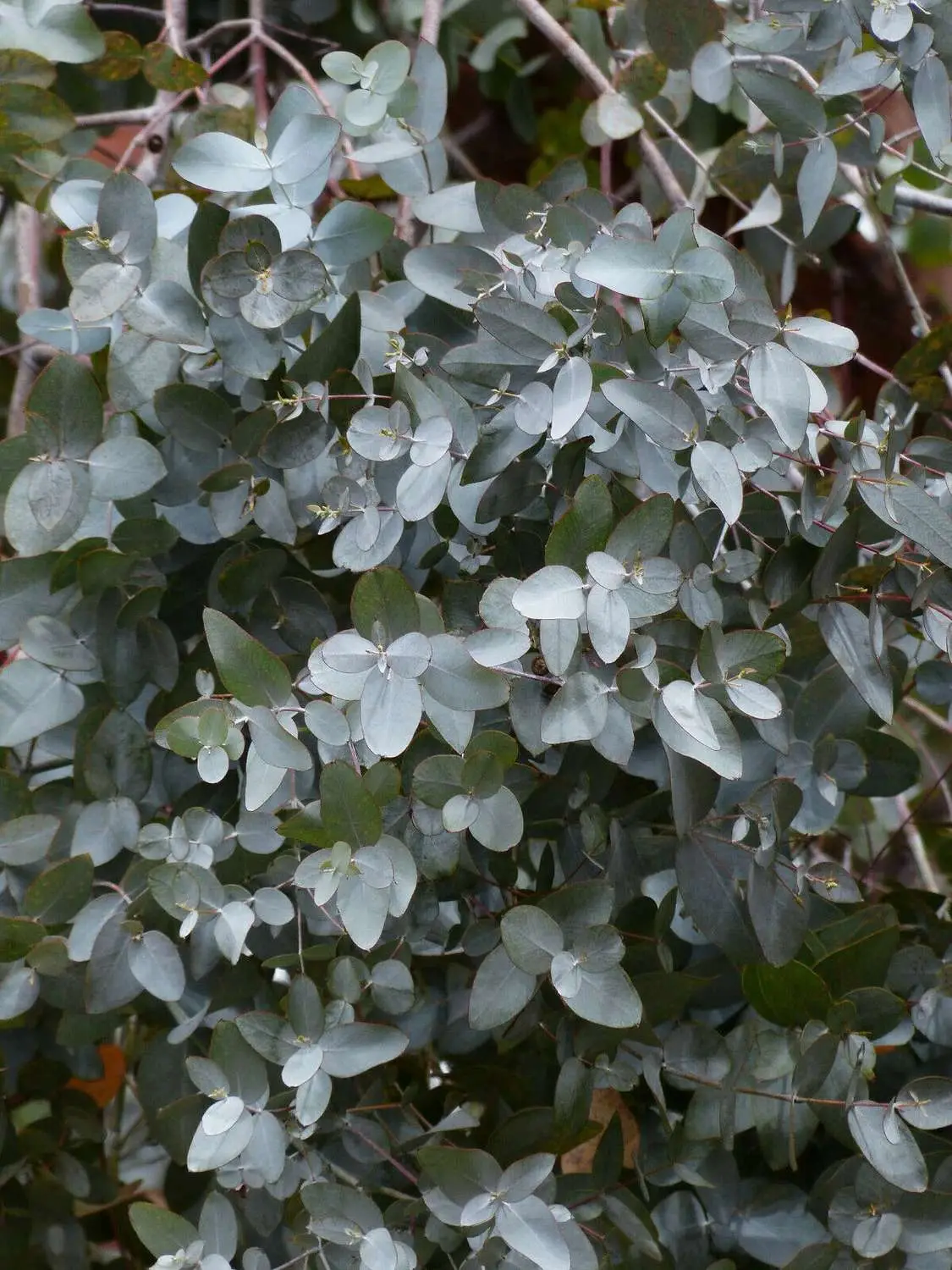 Eucalyptus gamophylla - Blue Mallee, Warilu, Blue-Leaved Mallee, Twin-Leaf Mallee, Twin-Leaved Mallee - Image 4