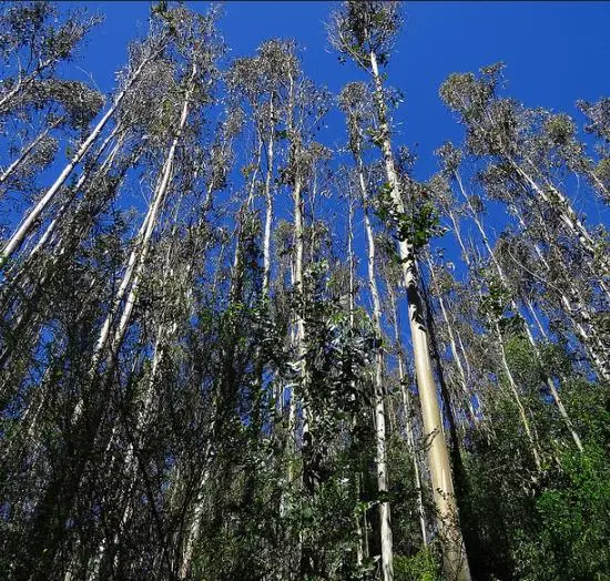 Eucalyptus globulus subsp. globulus - Tasmanian Blue Gum, Southern Blue Gum, Blue Gum - Image 5