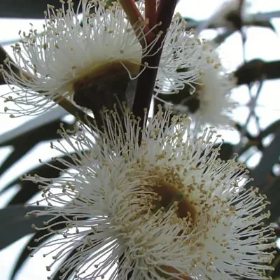 Eucalyptus globulus subsp. globulus - Tasmanian Blue Gum, Southern Blue Gum, Blue Gum