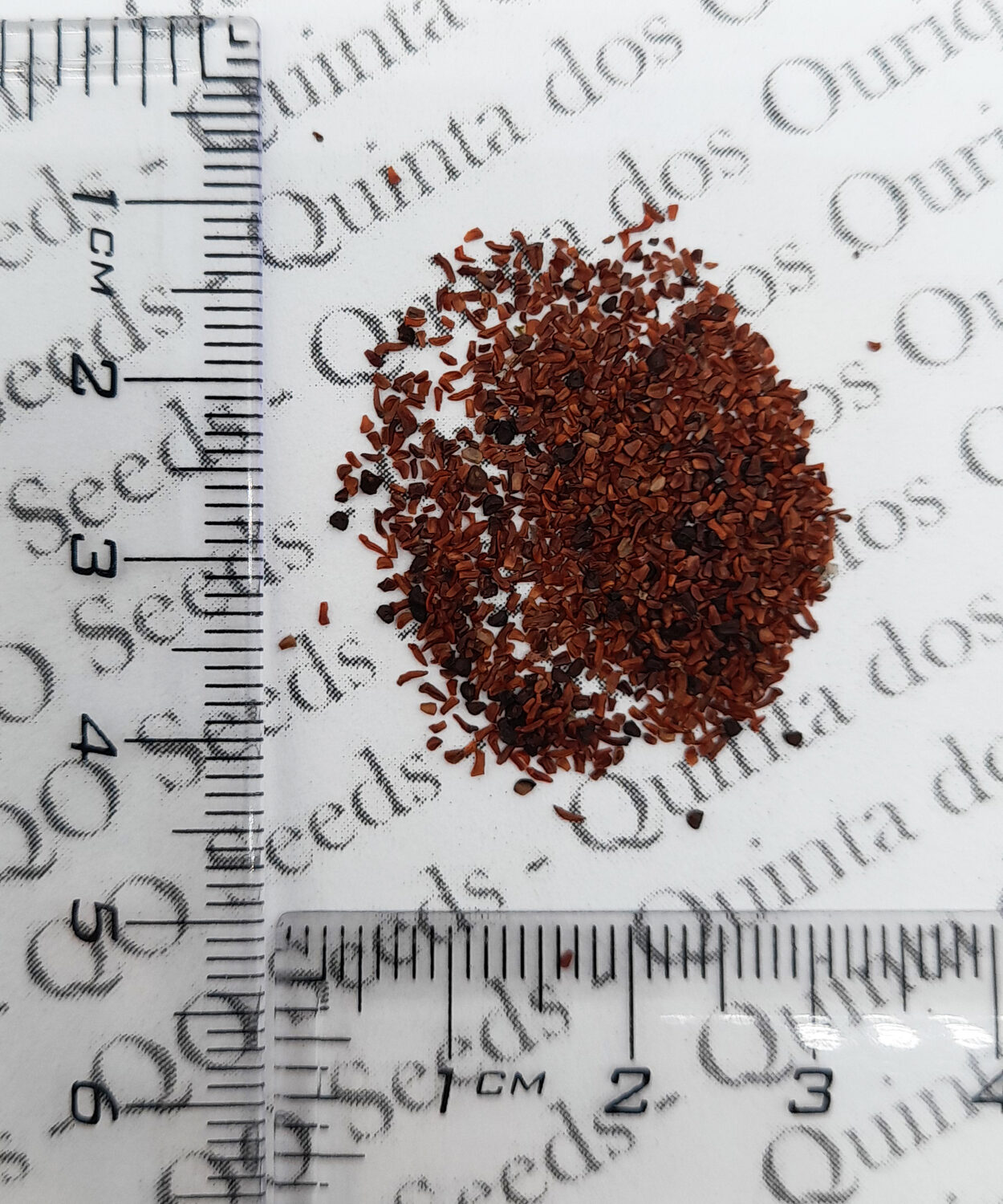 Eucalyptus grandis - Rose Gum, Flooded Gum - Image 2