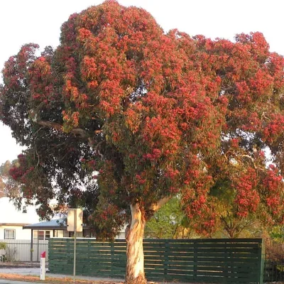 Eucalyptus leucoxylon subsp. megalocarpa - Eucalyptus leucoxylon 'Rosea', Large-fruited Yellow Gum, Red Flowering Yellow Gu