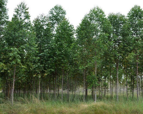 Eucalyptus pellita - Red Stringybark - Image 2