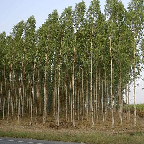 Eucalyptus pellita - Red Stringybark - Image 5