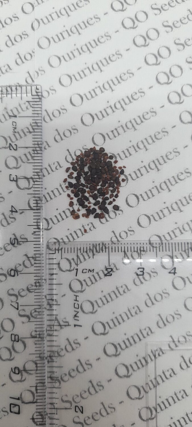 Eucalyptus pulverulenta - Baby Blue, Silver Leaved Mountain Gum, Powdered Gum, Mountain Silver - Image 2