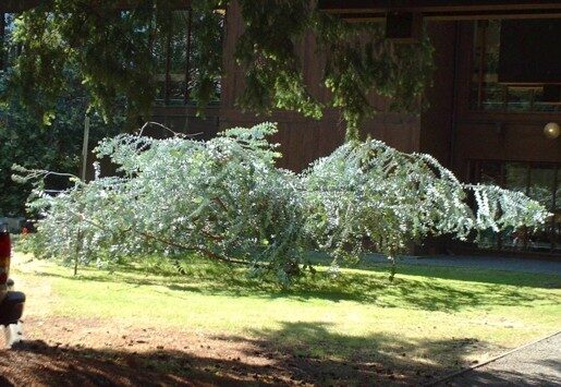 Eucalyptus pulverulenta - Baby Blue, Silver Leaved Mountain Gum, Powdered Gum, Mountain Silver - Image 3